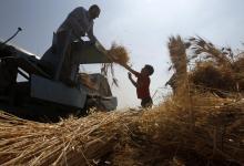 West Bank harvesters: Economic reforms and donor support will help sow the seeds of West Bank and Gaza’s future growth (photo: Mohamed Torokman/Reuters) 