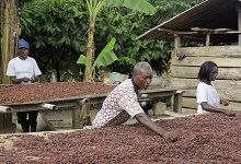 A family of cocoa growers helps with drying cocoa beans in Ghana. The Governor of the Bank of Ghana says big fluctuations in the price of cocoa is complicating monetary policy implementation (STAFF/Reuters/Corbis). 