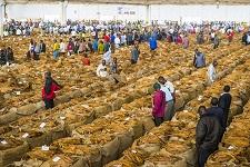Tobacco auction in Lilongwe, Malawi. While a top producer, Malawi’s overreliance on tobacco exports makes it more vulnerable (photo: Michael Runkel/robertharding/Corbis) 