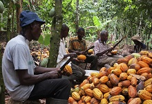 Farmers break cocoa pods in Ghana’s eastern cocoa town of Akim Akook: The decline in cocoa prices means lower revenues, making adjustment to fiscal imbalances more difficult (photo: Staff/Reuters/Corbis) 