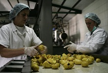 Workers at a potato factory in Pestova, Kosovo. To regain cost competitiveness in an economy like Kosovo, it is critical to reduce real labor costs, says IMF (photo: Hazir Reka/Reuters/Corbis) 