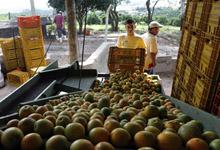 Descarga de naranjas en Limeira, Brasil: Se prevé que el crecimiento de América Latina seguirá siendo sólido en 2014 (foto: Paulo Whitaker/Reuters/Newscom) 